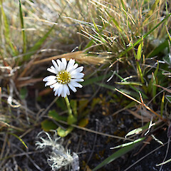 Ashburton Lakes.<br>Photographer: Jane Gosden, Date taken: 13/12/2012, Licence: <a target='_blank' href='https://creativecommons.org/licenses/by-nc-sa/4.0'>CC BY-NC-SA</a>. <a class='member-message' href='/nzpcn/why-join-nzpcn/' target='_blank'>Members can view a larger version of this image.</a>