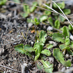 Ashburton Lakes.<br>Photographer: Jane Gosden, Date taken: 13/12/2012, Licence: <a target='_blank' href='https://creativecommons.org/licenses/by-nc-sa/4.0'>CC BY-NC-SA</a>. <a class='member-message' href='/nzpcn/why-join-nzpcn/' target='_blank'>Members can view a larger version of this image.</a>