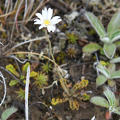 Form approaching B. pinnata from Isolation Flat, Molesworth.<br>Photographer: Mike Thorsen, Licence: All rights reserved. <a class='member-message' href='/nzpcn/why-join-nzpcn/' target='_blank'>Members can view a larger version of this image.</a>