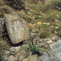 Mt Stokes, Glaucous form.<br>Photographer: Gillian M. Crowcroft, Licence: All rights reserved. <a class='member-message' href='/nzpcn/why-join-nzpcn/' target='_blank'>Members can view a larger version of this image.</a>