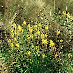 Mangaio Street, Tongariro National Park.<br>Photographer: Gillian M. Crowcroft, Licence: All rights reserved. <a class='member-message' href='/nzpcn/why-join-nzpcn/' target='_blank'>Members can view a larger version of this image.</a>
