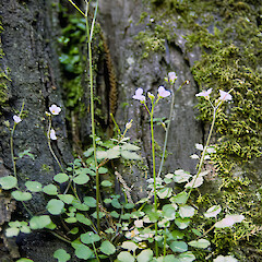 On base of rimu in Ngaurukehu Scientific Reserve, Hautapu R, near Taihape.<br>Photographer: Colin C. Ogle, Date taken: 17/11/1998, Licence: <a target='_blank' href='https://creativecommons.org/licenses/by-nc/4.0'>CC BY-NC</a>. <a class='member-message' href='/nzpcn/why-join-nzpcn/' target='_blank'>Members can view a larger version of this image.</a>