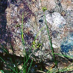 Carex acicularis