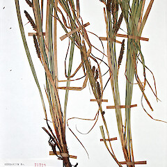 Carex cockayneana