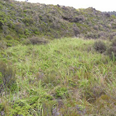 Carex coriacea