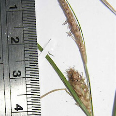 Carex goyenii