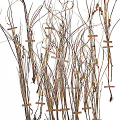 Carex kirkii var. elatior
