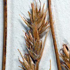 Herbarium specimen: AK 2486. Photographed with permission of Auckland Institute and Museum.<br>Photographer: Jeremy R. Rolfe, Date taken: 23/10/2007, Licence: <a target='_blank' href='https://creativecommons.org/licenses/by/4.0'>CC BY</a>. <a class='member-message' href='/nzpcn/why-join-nzpcn/' target='_blank'>Members can view a larger version of this image.</a>