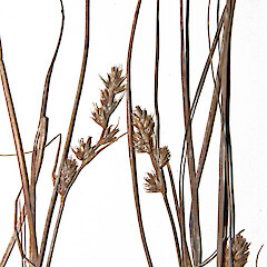Herbarium specimen: AK 2486. Photographed with permission of Auckland Institute and Museum.<br>Photographer: Jeremy R. Rolfe, Date taken: 23/10/2007, Licence: <a target='_blank' href='https://creativecommons.org/licenses/by/4.0'>CC BY</a>. <a class='member-message' href='/nzpcn/why-join-nzpcn/' target='_blank'>Members can view a larger version of this image.</a>