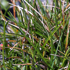 Carex kirkii var. kirkii