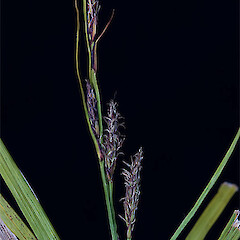 Carex sinclairii