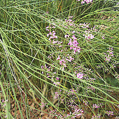 Carmichaelia glabrescens.<br>Photographer: John Barkla, Licence: <a target='_blank' href='https://creativecommons.org/licenses/by/4.0'>CC BY</a>. <a class='member-message' href='/nzpcn/why-join-nzpcn/' target='_blank'>Members can view a larger version of this image.</a>