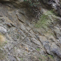 Riparian scrub, Swale Catchment.<br>Photographer: Simon Moore, Licence: <a target='_blank' href='https://creativecommons.org/licenses/by-sa/4.0'>CC BY-SA</a>. <a class='member-message' href='/nzpcn/why-join-nzpcn/' target='_blank'>Members can view a larger version of this image.</a>