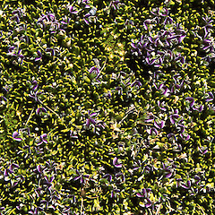 Carmichaelia nana.<br>Photographer: John Barkla, Licence: <a target='_blank' href='https://creativecommons.org/licenses/by/4.0'>CC BY</a>. <a class='member-message' href='/nzpcn/why-join-nzpcn/' target='_blank'>Members can view a larger version of this image.</a>