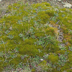 Fiddlers Flat, Manuherikia Valley.<br>Photographer: John Barkla, Licence: <a target='_blank' href='https://creativecommons.org/licenses/by/4.0'>CC BY</a>. <a class='member-message' href='/nzpcn/why-join-nzpcn/' target='_blank'>Members can view a larger version of this image.</a>
