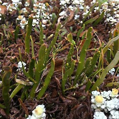 Auckland Botanic Gardens.<br>Photographer: Emma Bodley, Date taken: 11/01/2017, Licence: All rights reserved. <a class='member-message' href='/nzpcn/why-join-nzpcn/' target='_blank'>Members can view a larger version of this image.</a>