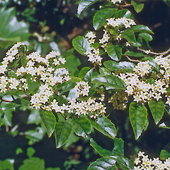 Mikimiki, Tararua Forest Park.<br>Photographer: Jeremy R. Rolfe, Date taken: 06/01/1994, Licence: <a target='_blank' href='https://creativecommons.org/licenses/by/4.0'>CC BY</a>.