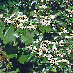 Mikimiki, Tararua Forest Park.<br>Photographer: Jeremy R. Rolfe, Date taken: 06/01/1994, Licence: <a target='_blank' href='https://creativecommons.org/licenses/by/4.0'>CC BY</a>.