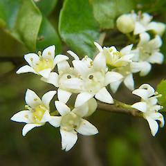 Flowers.<br>Photographer: Melissa Hutchison, Licence: <a target='_blank' href='https://creativecommons.org/licenses/by-nc/4.0'>CC BY-NC</a>.