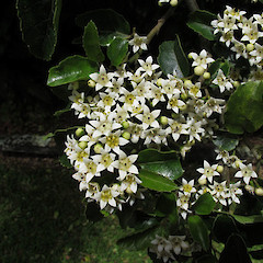 Makarora.<br>Photographer: John Barkla, Date taken: 11/01/2013, Licence: <a target='_blank' href='https://creativecommons.org/licenses/by/4.0'>CC BY</a>.