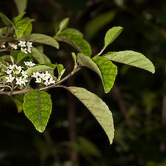 Carpodetus serratus.<br>Photographer: Mike Thorsen, Licence: All rights reserved.