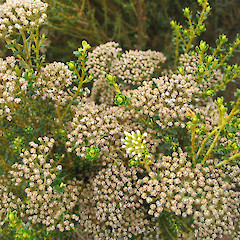 Ozothamnus vauvilliersii.<br>Photographer: John Barkla, Licence: <a target='_blank' href='https://creativecommons.org/licenses/by/4.0'>CC BY</a>.