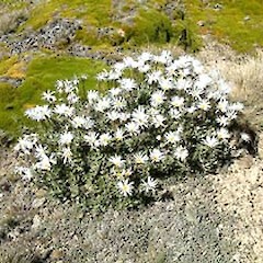 Old Man range, January.<br>Photographer: John Smith-Dodsworth, Licence: <a target='_blank' href='https://creativecommons.org/licenses/by-nc/4.0'>CC BY-NC</a>.