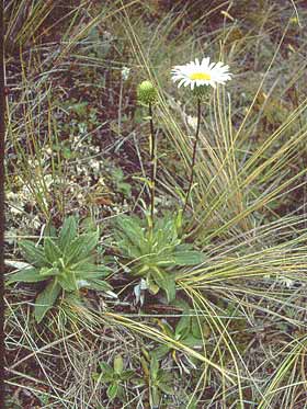 Celmisia densiflora • New Zealand Plant Conservation Network