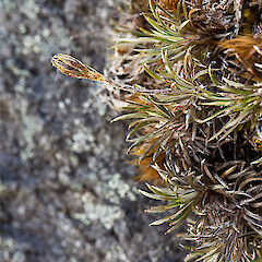 Mt Burns, Fiordland.<br>Photographer: Mike Thorsen, Licence: All rights reserved. <a class='member-message' href='/nzpcn/why-join-nzpcn/' target='_blank'>Members can view a larger version of this image.</a>