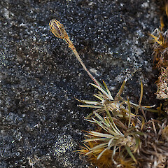 Mt Burns, Fiordland.<br>Photographer: Mike Thorsen, Licence: All rights reserved. <a class='member-message' href='/nzpcn/why-join-nzpcn/' target='_blank'>Members can view a larger version of this image.</a>