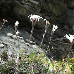 Hector Mountains.<br>Photographer: John Barkla, Licence: <a target='_blank' href='https://creativecommons.org/licenses/by/4.0'>CC BY</a>. <a class='member-message' href='/nzpcn/why-join-nzpcn/' target='_blank'>Members can view a larger version of this image.</a>
