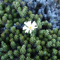 Celmisia ramulosa var. tuberculata