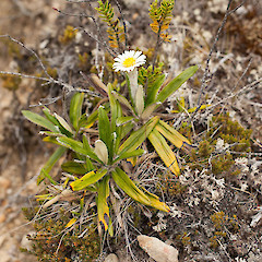 Celmisia spectabilis subsp. spectabilis.<br>Photographer: Mike Thorsen, Licence: All rights reserved.