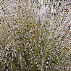 In cultivation.<br>Photographer: Jeremy R. Rolfe, Date taken: 29/10/2007, Licence: <a target='_blank' href='https://creativecommons.org/licenses/by/4.0'>CC BY</a>. <a class='member-message' href='/nzpcn/why-join-nzpcn/' target='_blank'>Members can view a larger version of this image.</a>