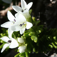 Veronica ciliolata subsp. ciliolata