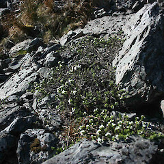 Kelly Range, Arthurs Pass.<br>Photographer: Mike Thorsen, Licence: All rights reserved. <a class='member-message' href='/nzpcn/why-join-nzpcn/' target='_blank'>Members can view a larger version of this image.</a>
