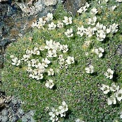 Veronica pulvinaris