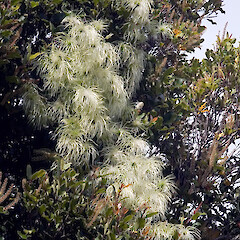 Eastern Hutt hills.<br>Photographer: Jeremy R. Rolfe, Date taken: 29/10/2005, Licence: <a target='_blank' href='https://creativecommons.org/licenses/by/4.0'>CC BY</a>. <a class='member-message' href='/nzpcn/why-join-nzpcn/' target='_blank'>Members can view a larger version of this image.</a>