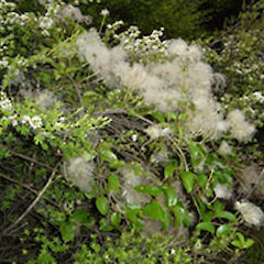 Clematis paniculata.<br>Photographer: Wayne Bennett, Licence: <a target='_blank' href='https://creativecommons.org/licenses/by-nc/4.0'>CC BY-NC</a>.