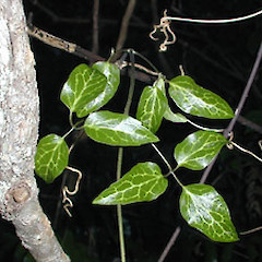 Cuvier Island, note the white venation of this variety.<br>Photographer: Clayson Howell, Licence: All rights reserved.