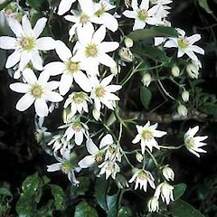 Clematis paniculata.<br>Photographer: Alastair Robertson, Licence: All rights reserved.