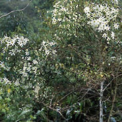 Clematis paniculata.<br>Photographer: Alastair Robertson, Licence: All rights reserved.
