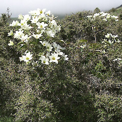Banks Peninsula, Canterbury (growing on mingimingi).<br>Photographer: Jesse Bythell, Licence: <a target='_blank' href='https://creativecommons.org/licenses/by-nc/4.0'>CC BY-NC</a>. <a class='member-message' href='/nzpcn/why-join-nzpcn/' target='_blank'>Members can view a larger version of this image.</a>