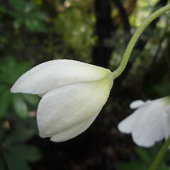 Progress Valley, Catlins (flower detail).<br>Photographer: Jesse Bythell, Licence: <a target='_blank' href='https://creativecommons.org/licenses/by-nc/4.0'>CC BY-NC</a>. <a class='member-message' href='/nzpcn/why-join-nzpcn/' target='_blank'>Members can view a larger version of this image.</a>