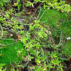 Colobanthus muscoides plants on basalt rock ledge.<br>Photographer: Peter J de Lange, Licence: <a target='_blank' href='https://creativecommons.org/licenses/by-nc/4.0'>CC BY-NC</a>. <a class='member-message' href='/nzpcn/why-join-nzpcn/' target='_blank'>Members can view a larger version of this image.</a>