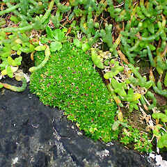 Colobanthus muscoides plants on basalt rock ledge.<br>Photographer: Peter J de Lange, Licence: <a target='_blank' href='https://creativecommons.org/licenses/by-nc/4.0'>CC BY-NC</a>. <a class='member-message' href='/nzpcn/why-join-nzpcn/' target='_blank'>Members can view a larger version of this image.</a>