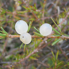Coprosma acerosa in fruit.<br>Photographer: John Barkla, Licence: <a target='_blank' href='https://creativecommons.org/licenses/by/4.0'>CC BY</a>.