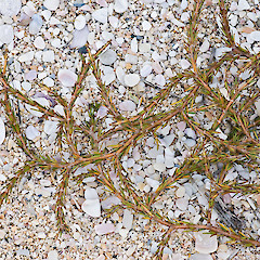 Piwhane / Spirits Bay, Te Paki.<br>Photographer: Jeremy R. Rolfe, Date taken: 07/11/2007, Licence: <a target='_blank' href='https://creativecommons.org/licenses/by/4.0'>CC BY</a>.