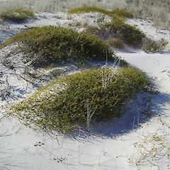 Coprosma acerosa.<br>Photographer: Wayne Bennett, Licence: <a target='_blank' href='https://creativecommons.org/licenses/by-nc/4.0'>CC BY-NC</a>.