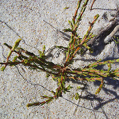 Closeup of Coprosma acerosa.<br>Photographer: Wayne Bennett, Licence: <a target='_blank' href='https://creativecommons.org/licenses/by-nc/4.0'>CC BY-NC</a>.
